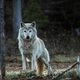 Genetic analysis shows that wolves (pictured) now living along the border of Norway and Sweden are not native to the region having descended from Finnish wolves.